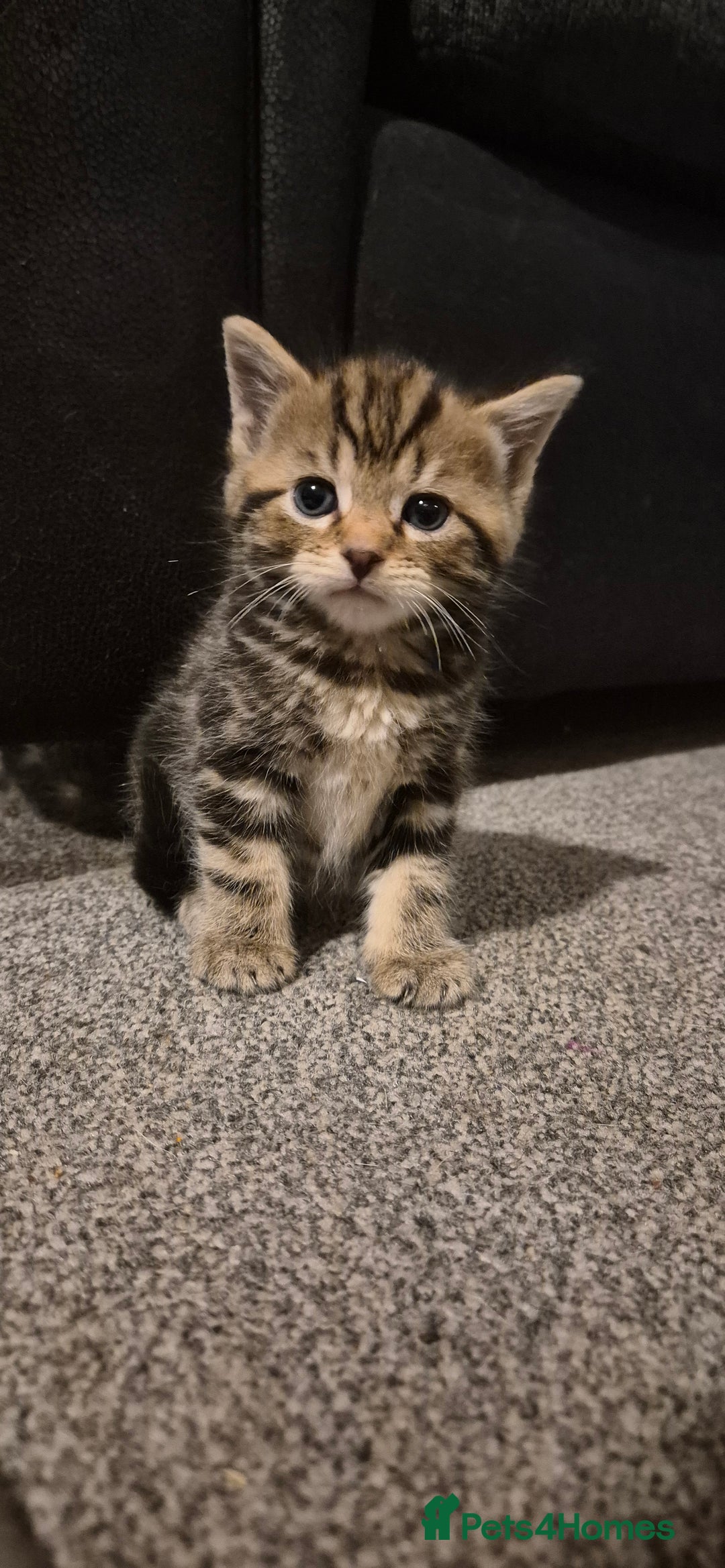 Mixed Breed cats for sale: Kittens silver tabby Britishshort-hairxmaincoon  - Advert 11