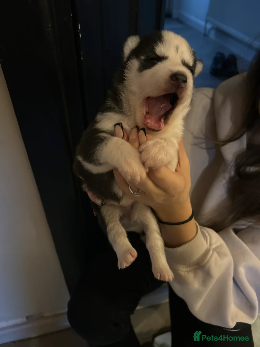 Siberian Husky dogs for sale: 5 huskies for sale - Advert 5