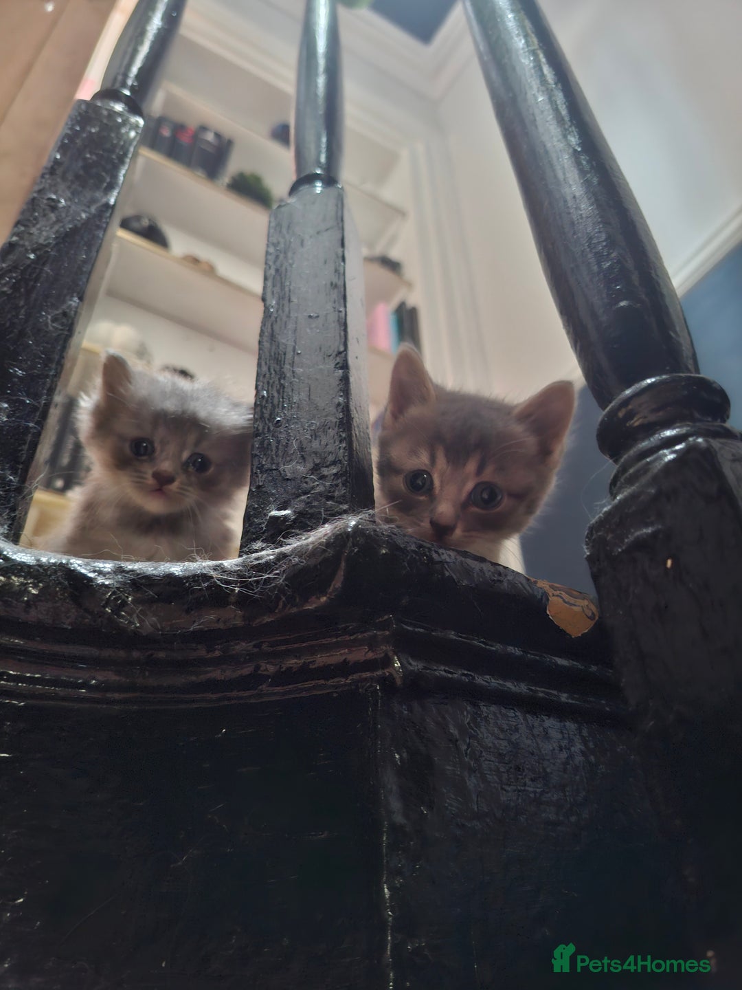 Mixed Breed cats for sale: Kittens looking for new home - Image 4