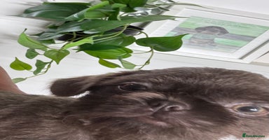 Shih Tzu dogs in Telford - Advert 11