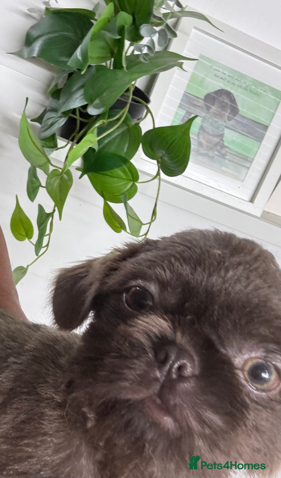 Shih Tzu dogs for sale: Kc registered stunning shihtzus  in Telford - Image 2