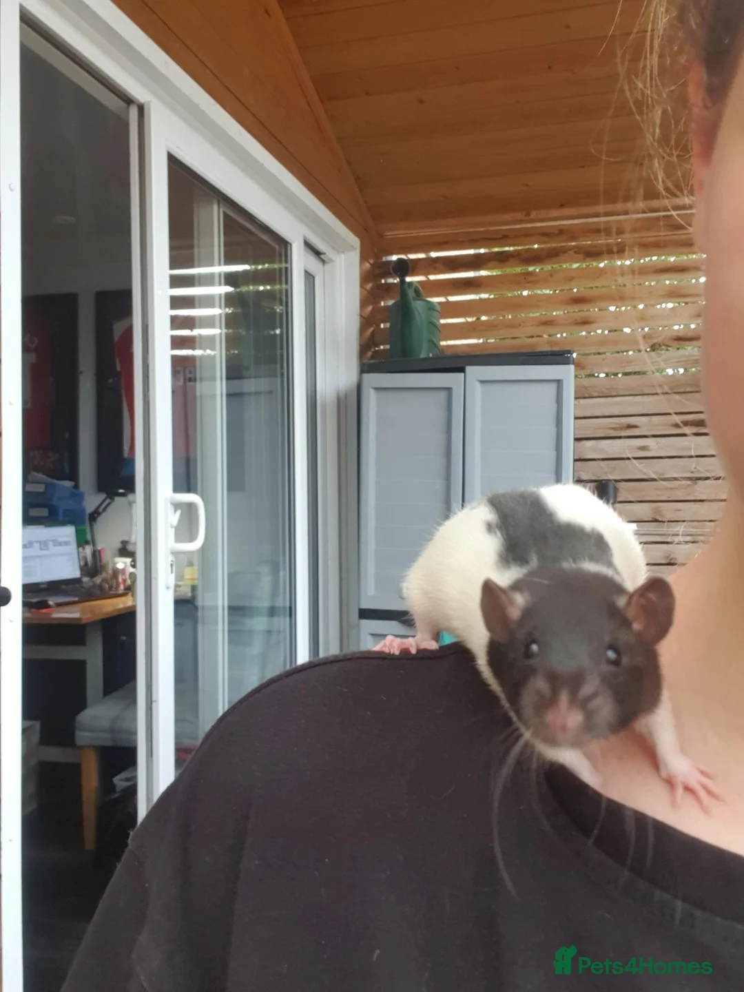 Rat rodents for sale: 2 girlies available  - Advert 2
