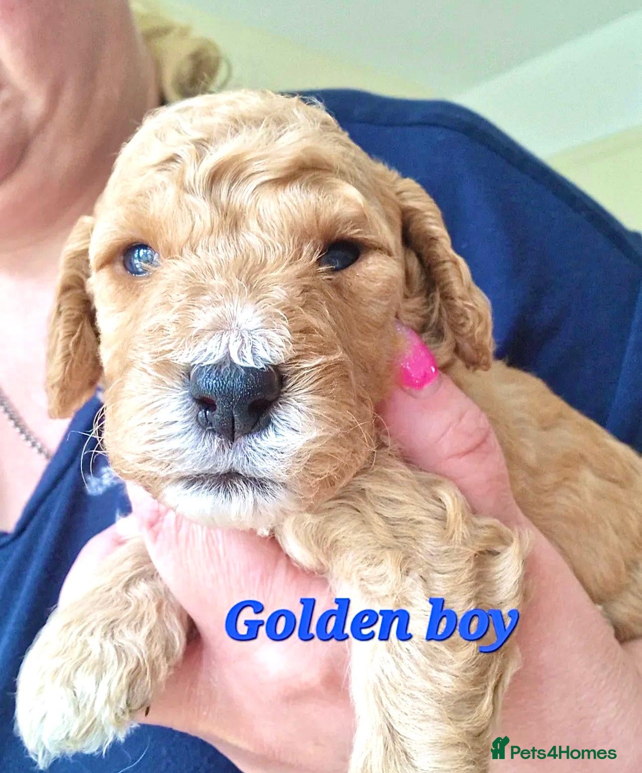 Cockapoo dogs Cockapoo puppies for sale - Advert 16