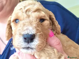 Cockapoo dogs Cockapoo puppies for sale - Advert 16