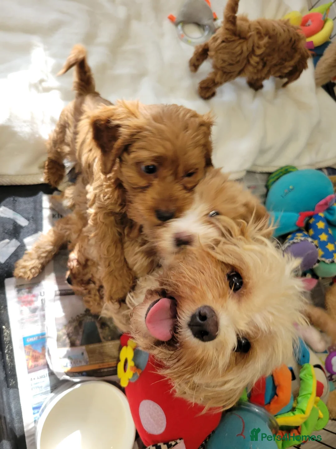 Cavapoo dogs for sale: Fox red stunning cavapoo puppies  - Advert 1