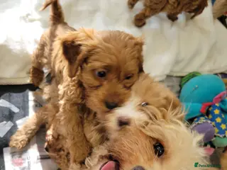 Cavapoo dogs Fox red stunning cavapoo puppies - Advert 1