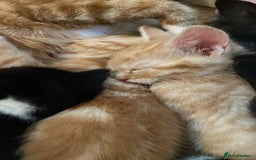 Mixed Breed cats for sale: Cute Adorable Kittens for Sale - Image 4