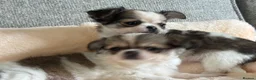 Pomchi dogs for sale: Beautiful female pomchi - Advert 18
