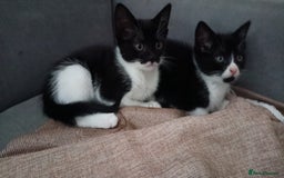 Mixed Breed cats for sale: Adorable kittens  - Image 6