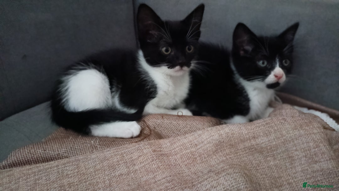 Mixed Breed cats for sale: Adorable kittens  - Image 6