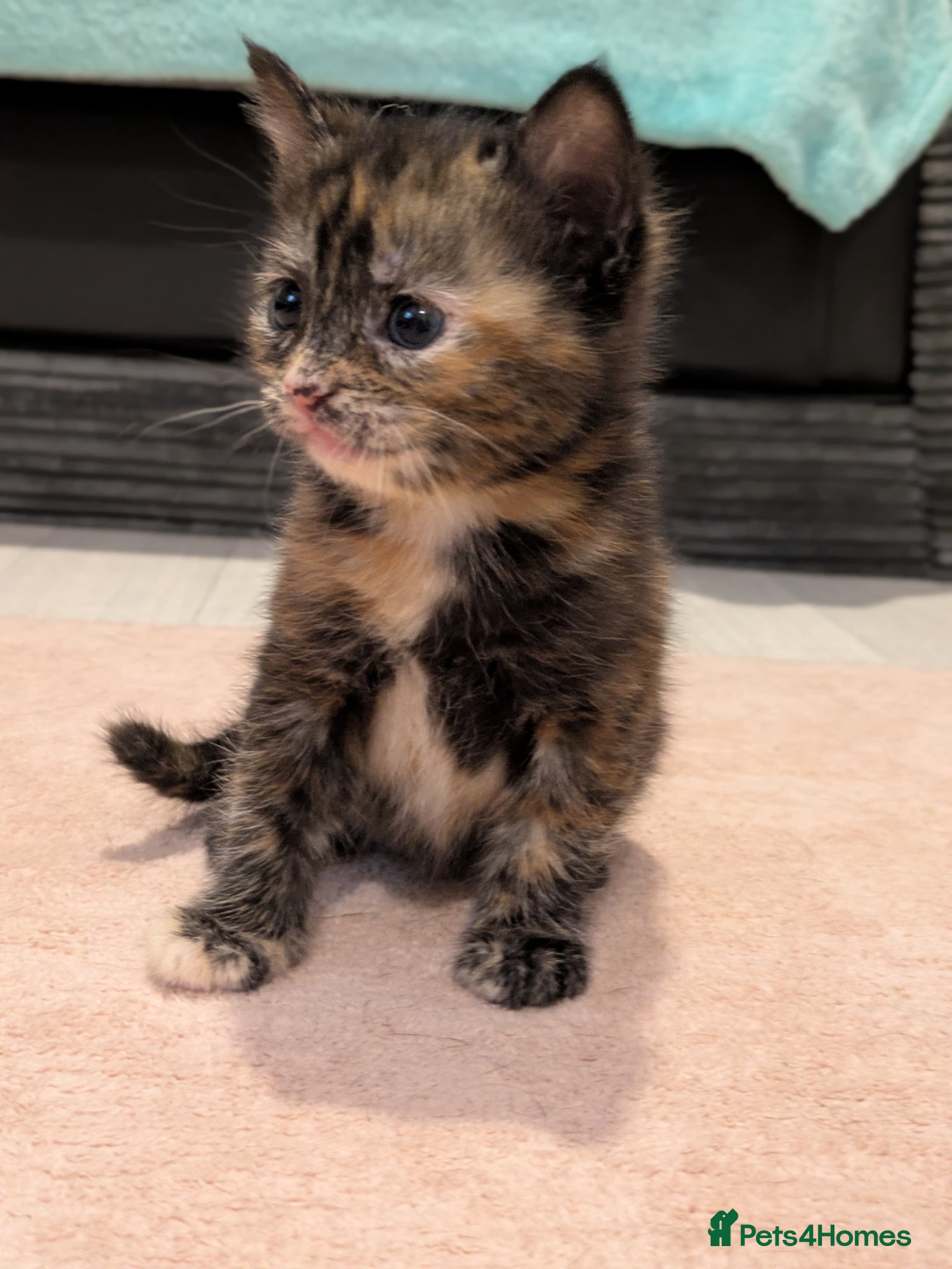 Mixed Breed cats Beautiful American short hair cross Kittens - Advert 10