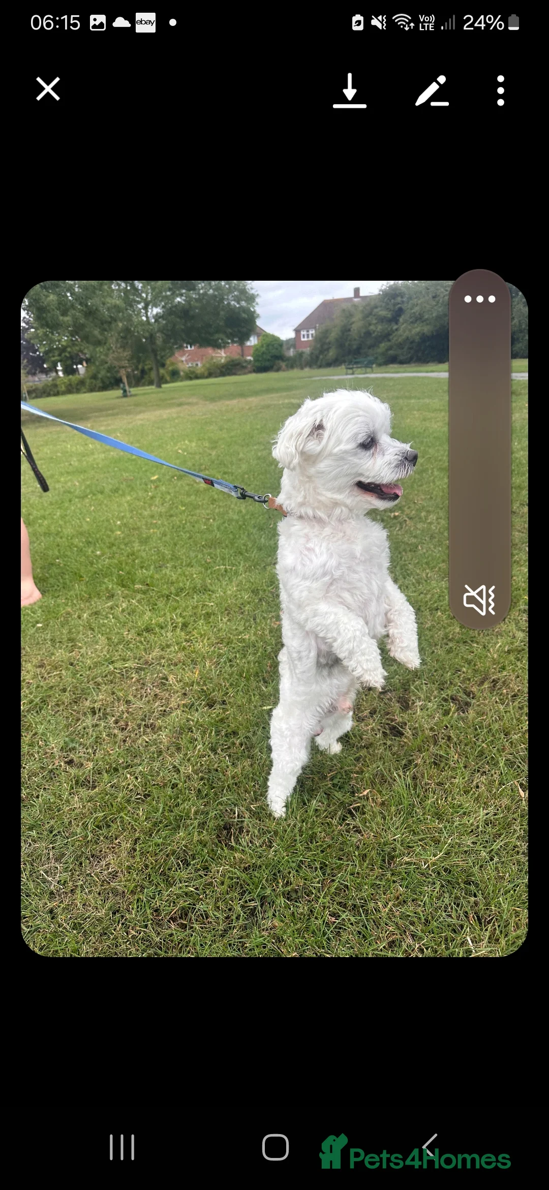 Maltese dogs for stud: Maltese in Ingatestone - Advert 14