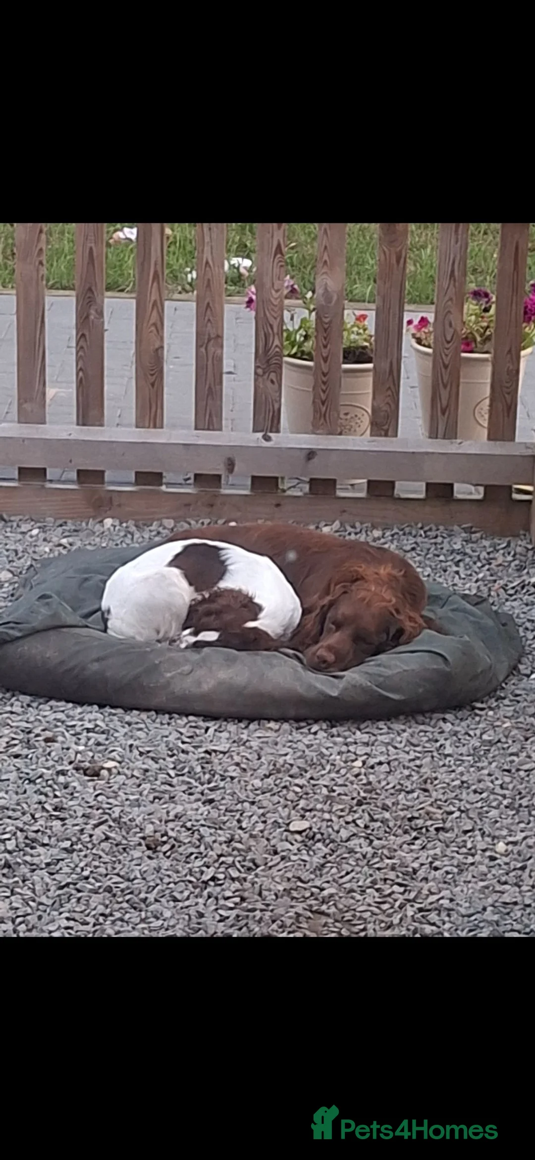 English Springer Spaniel dogs for sale: Father and son springers  - Advert 1