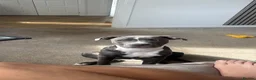 Staffordshire Bull Terrier dogs for sale: Blue Staffie 5 month old - Advert 6