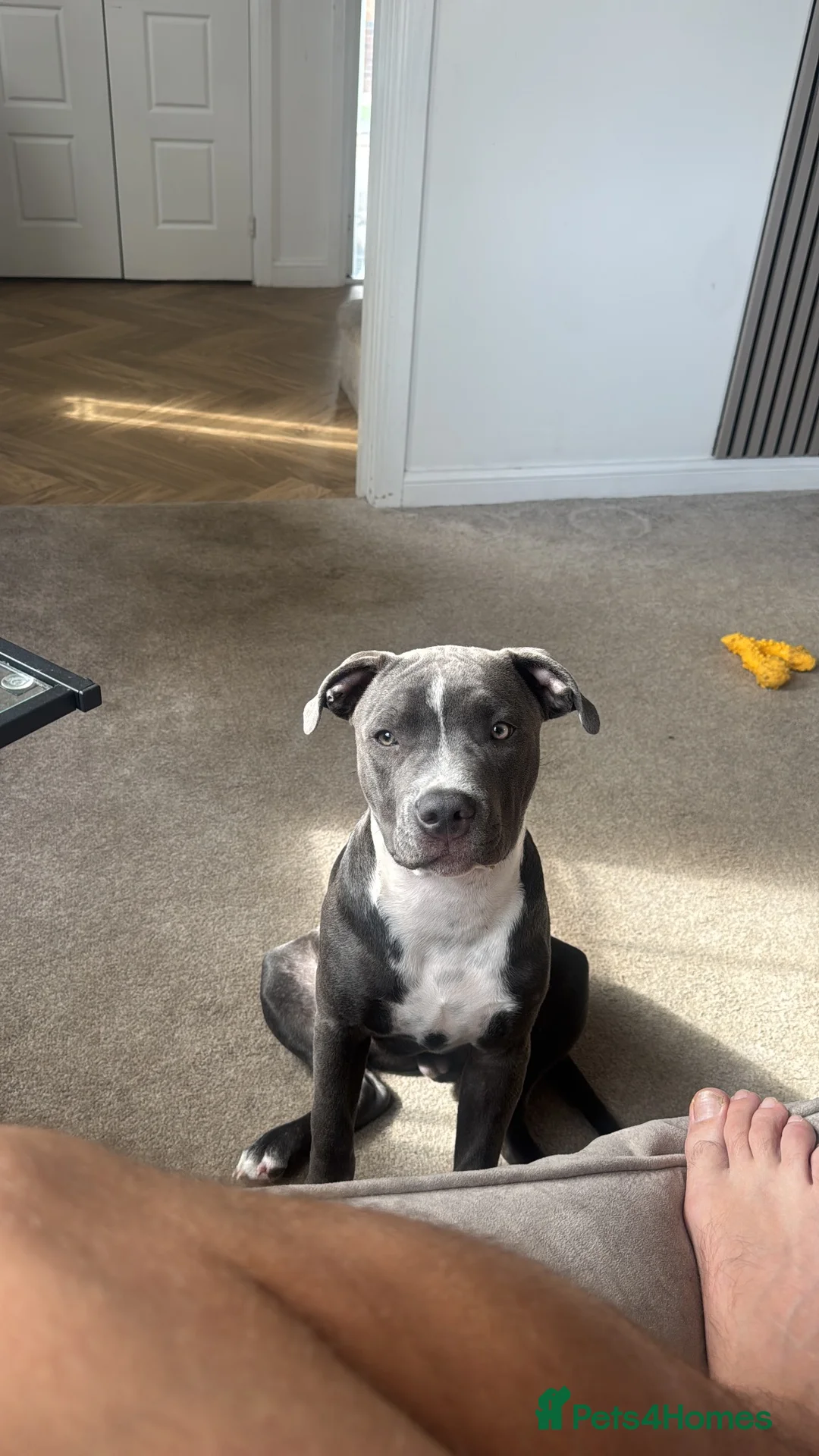 Staffordshire Bull Terrier dogs for sale: Blue Staffie 5 month old - Advert 6