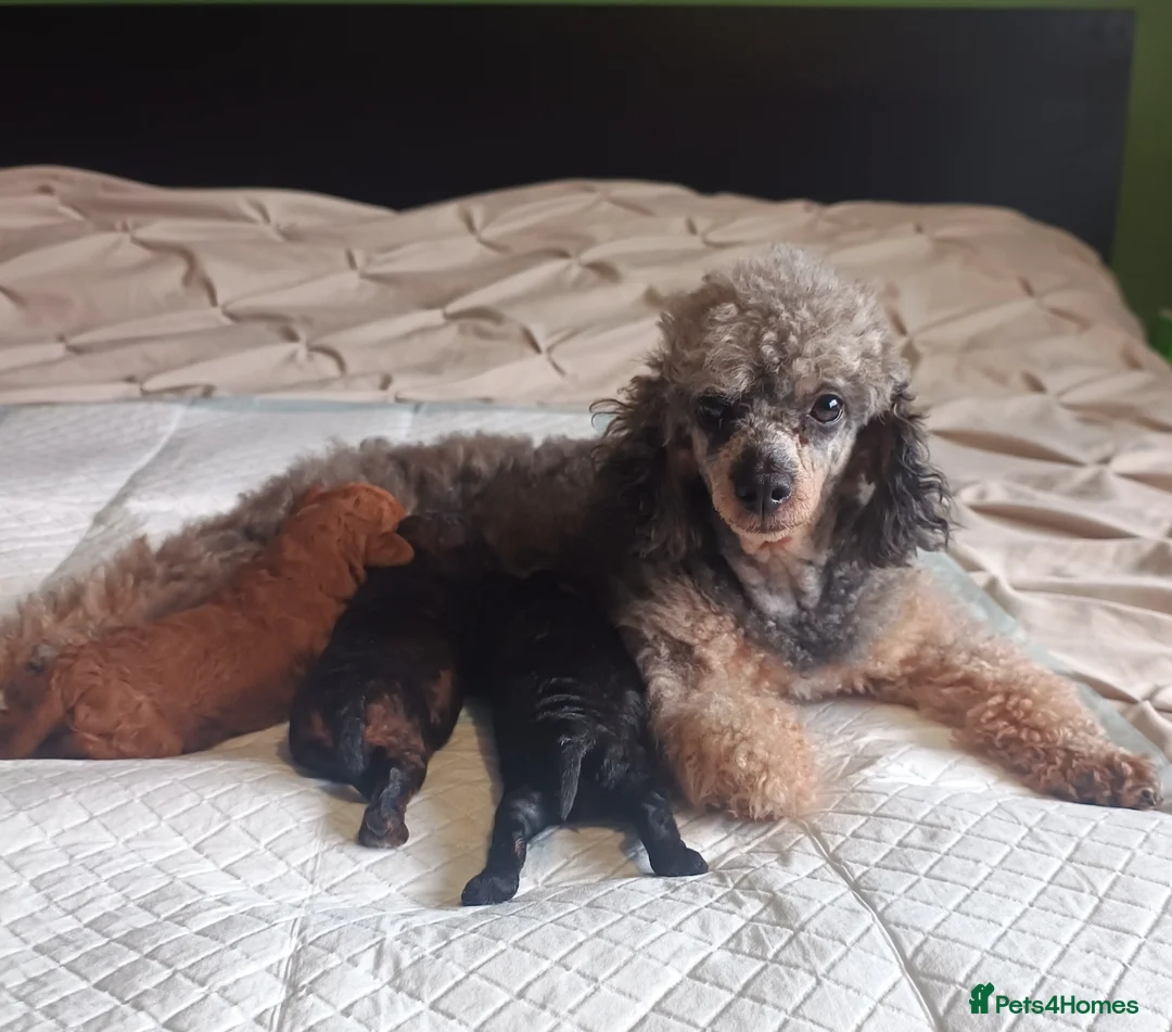 Toy Poodle dogs for sale: Toy Poodle Puppies KC registered - Advert 1