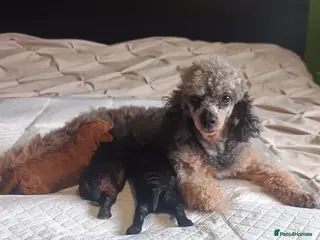 Toy Poodle dogs Toy Poodle Puppies - Advert 1