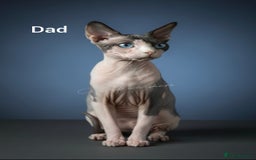 Sphynx cats for sale: Blue Eyes sphynx kittens GCCF and TICA  - Image 5