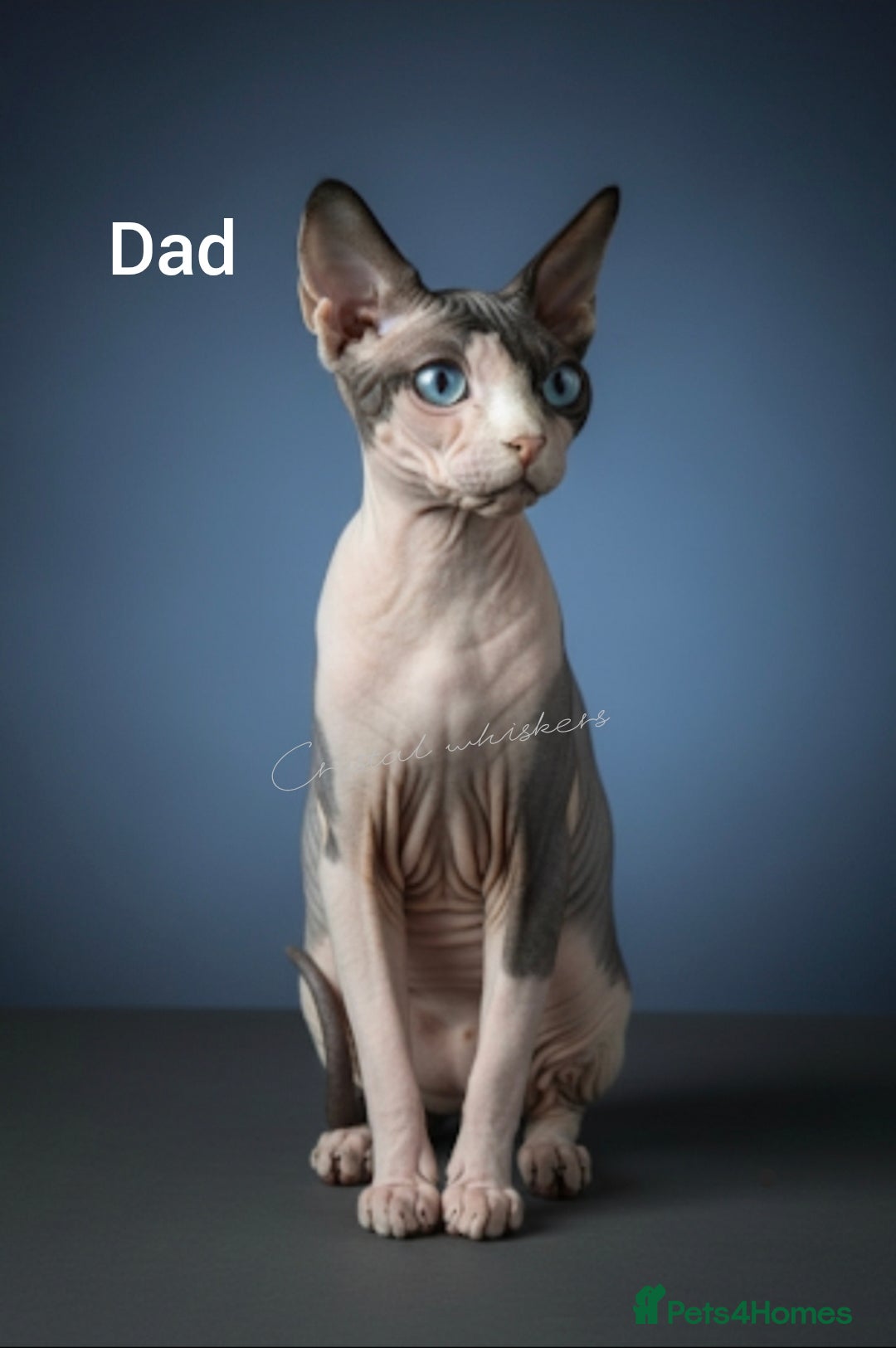 Sphynx cats for sale: Blue Eyes sphynx kittens GCCF and TICA  - Image 5