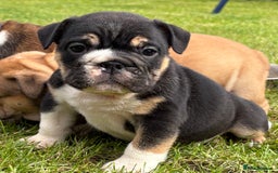 English Bulldog dogs for sale: English bulldog puppies  - Image 17