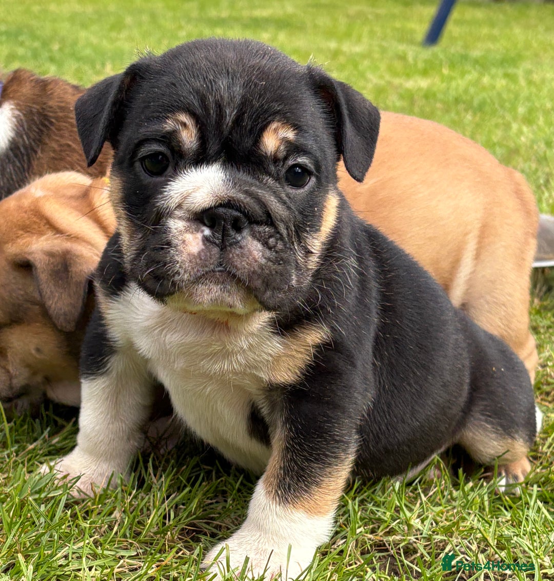 English Bulldog dogs for sale: English bulldog puppies  - Image 17