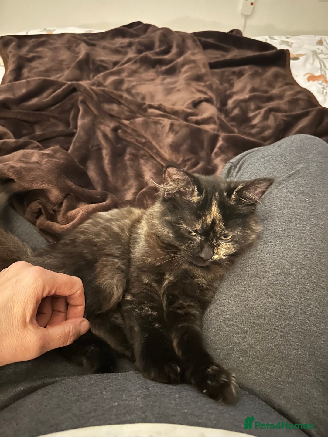 Mixed Breed cats for sale: British Short Hair Cross-Sphinx  - Advert 9