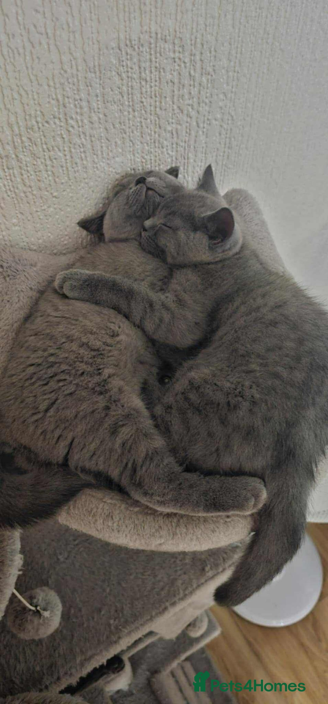 British Shorthair cats for sale: Kitten’s British shorthair  - Image 4
