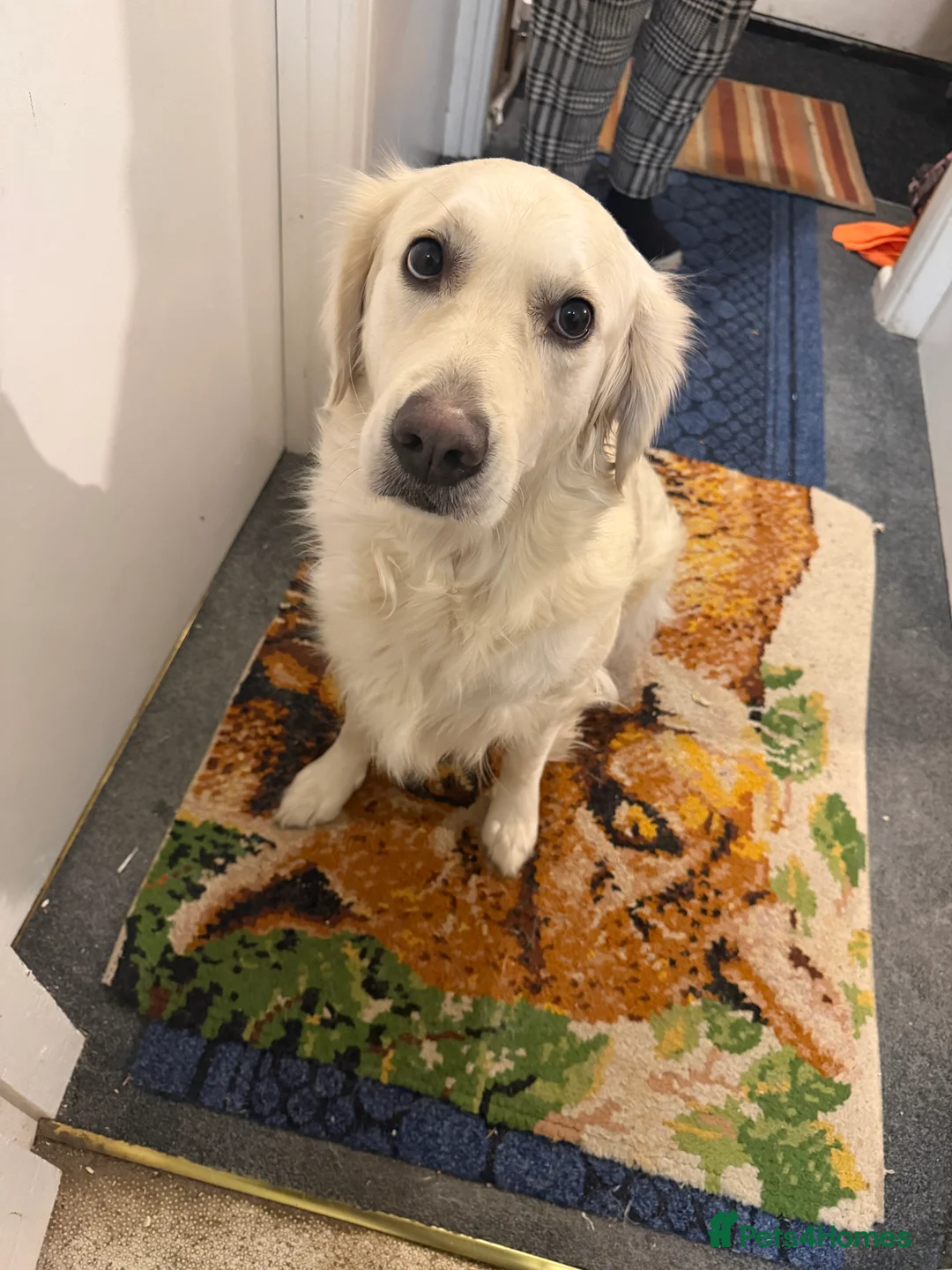 Golden Retriever dogs for sale: Beautiful friendly golden retriever  - Advert 4