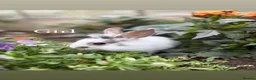 Mini Lop rabbits for sale: baby rabbits  in Worksop - Advert 15