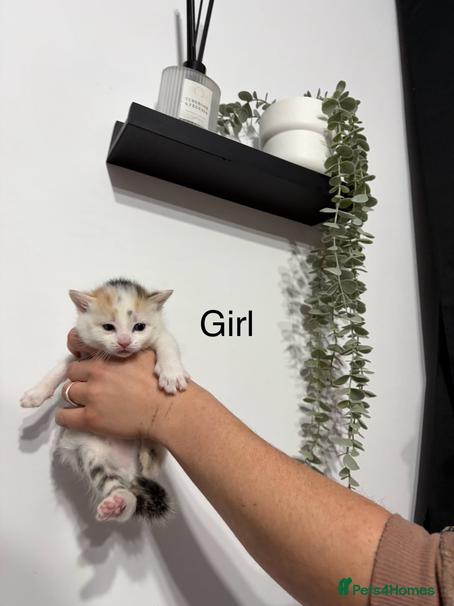 Mixed Breed cats Beautiful kittens 3 left ready NOW - Advert 2