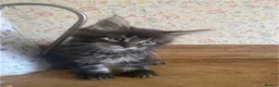 Maine Coon cats for sale: Full Maine Coon Russian Maine coon Kittens Males  - Advert 14