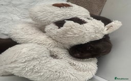 Labrador Retriever dogs for sale: 5 Stars 🌟 Chocolate Labradors  🌟  - Image 17