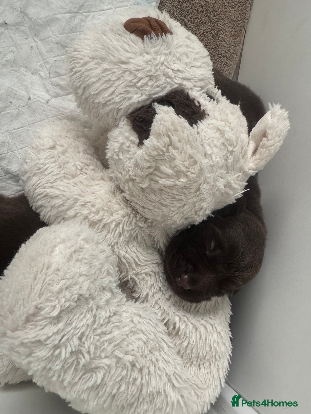 Labrador Retriever dogs for sale: 5 Stars 🌟 Chocolate Labradors  🌟  - Image 17