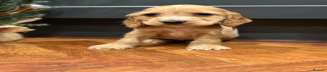 Cocker Spaniel Puppy 5