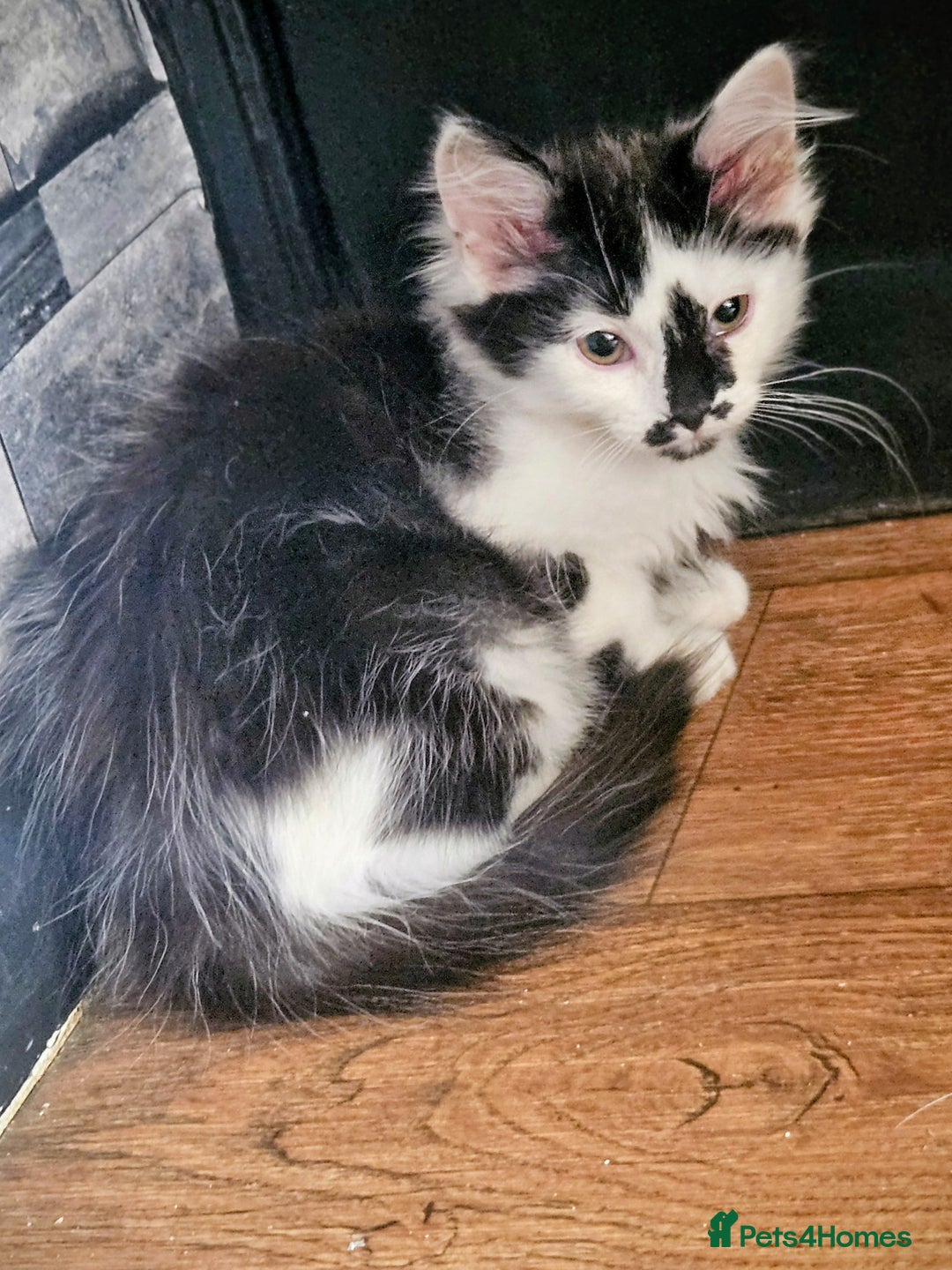 Mixed Breed cats for sale: Adorable fluffy kitens  - Image 5