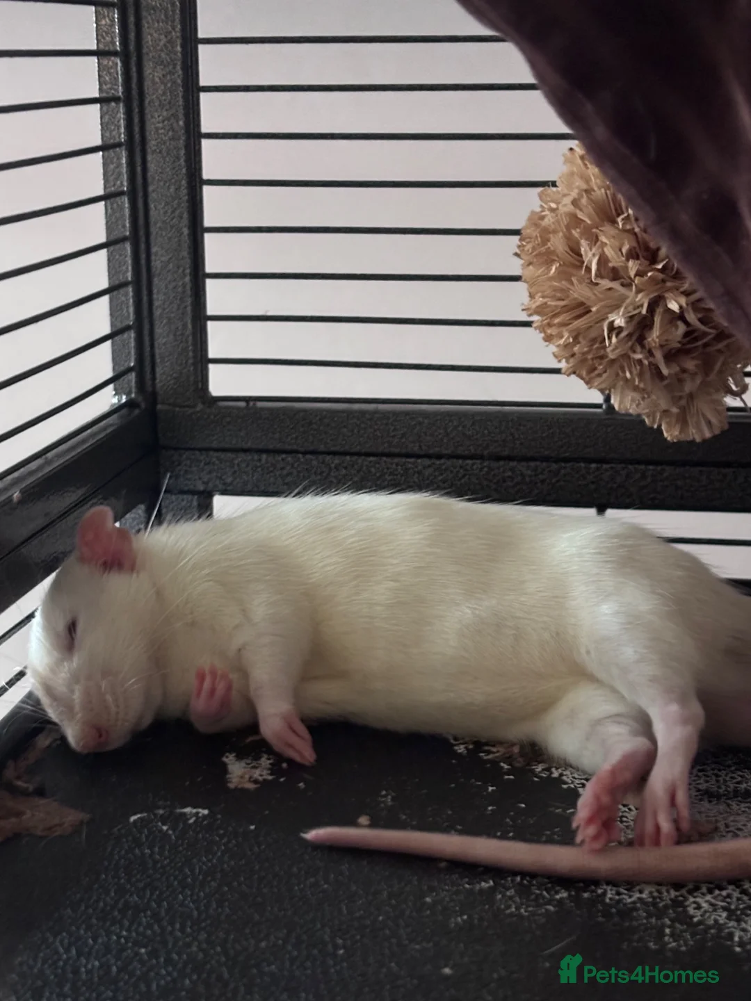 Rat rodents for sale: Two Friendly Male Rats Looking for a Loving Home  in Queenborough - Advert 2