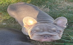 French Bulldog dogs for sale: French Bulldog Puppies, pink and fluffy carriers - Image 24
