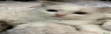 Ragdoll Kitten 9