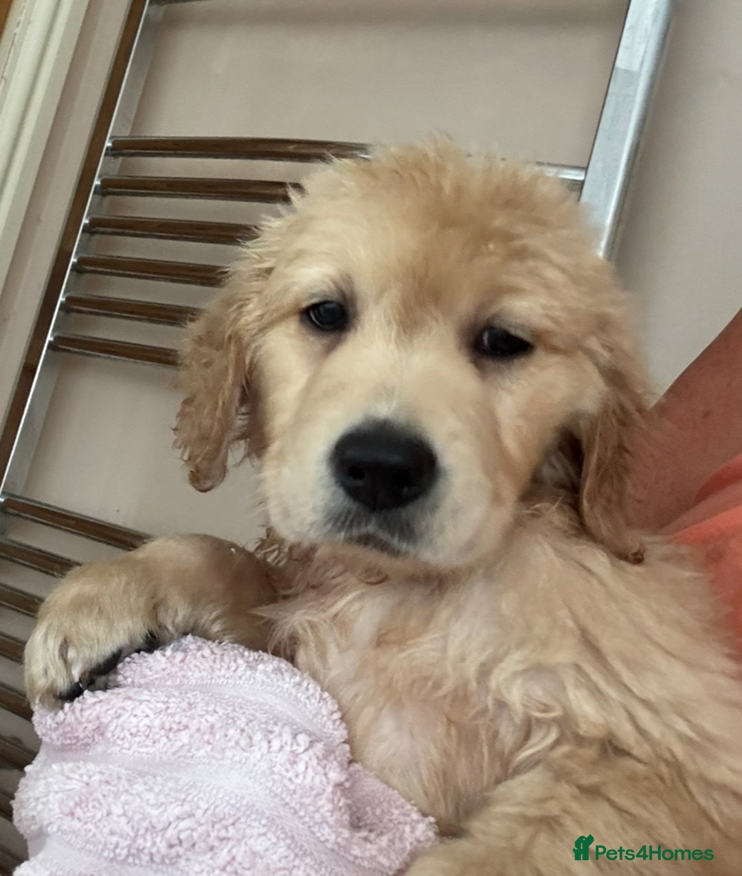 Golden Retriever dogs for sale: Healthy well socialised calm KC puppies - Image 23