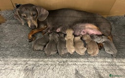 Miniature Dachshund dogs for sale: Stunning Mini Dachshund Puppies - Image 12