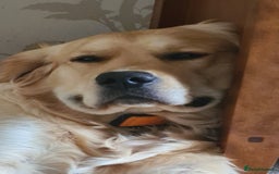 Golden Retriever dogs for stud: Duke, Proven KC registered  for stud. in Faringdon - Image 7