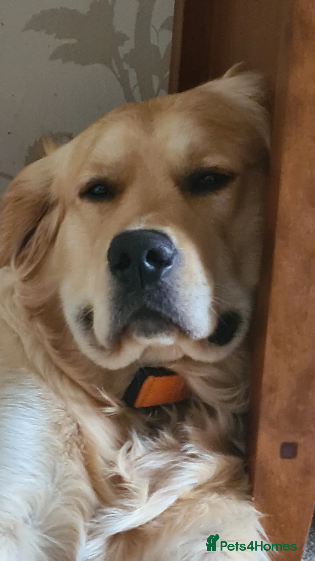 Golden Retriever dogs for stud: Duke, Proven KC registered  for stud. in Faringdon - Advert 7