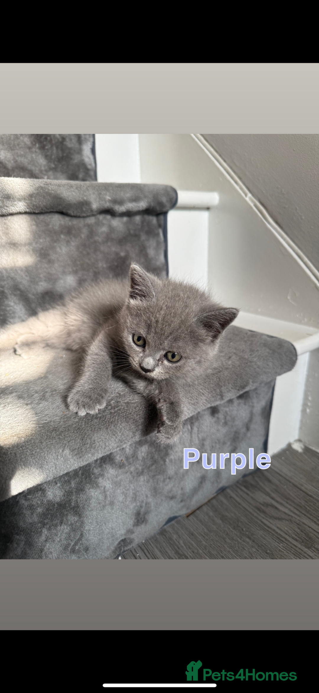 Mixed Breed cats for sale: 🐾 British Short Hair X Ragdoll Kittens 🐾 - Image 13