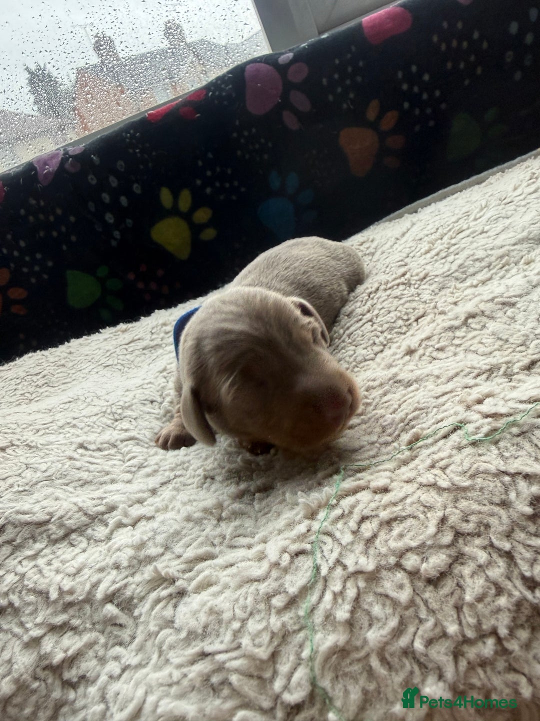 Miniature Dachshund dogs for sale: Miniature daxies - Advert 3