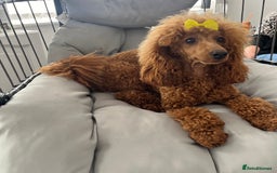 Miniature Poodle dogs for sale: Gorgeous Red Minature Poodles Puppies  - Image 37