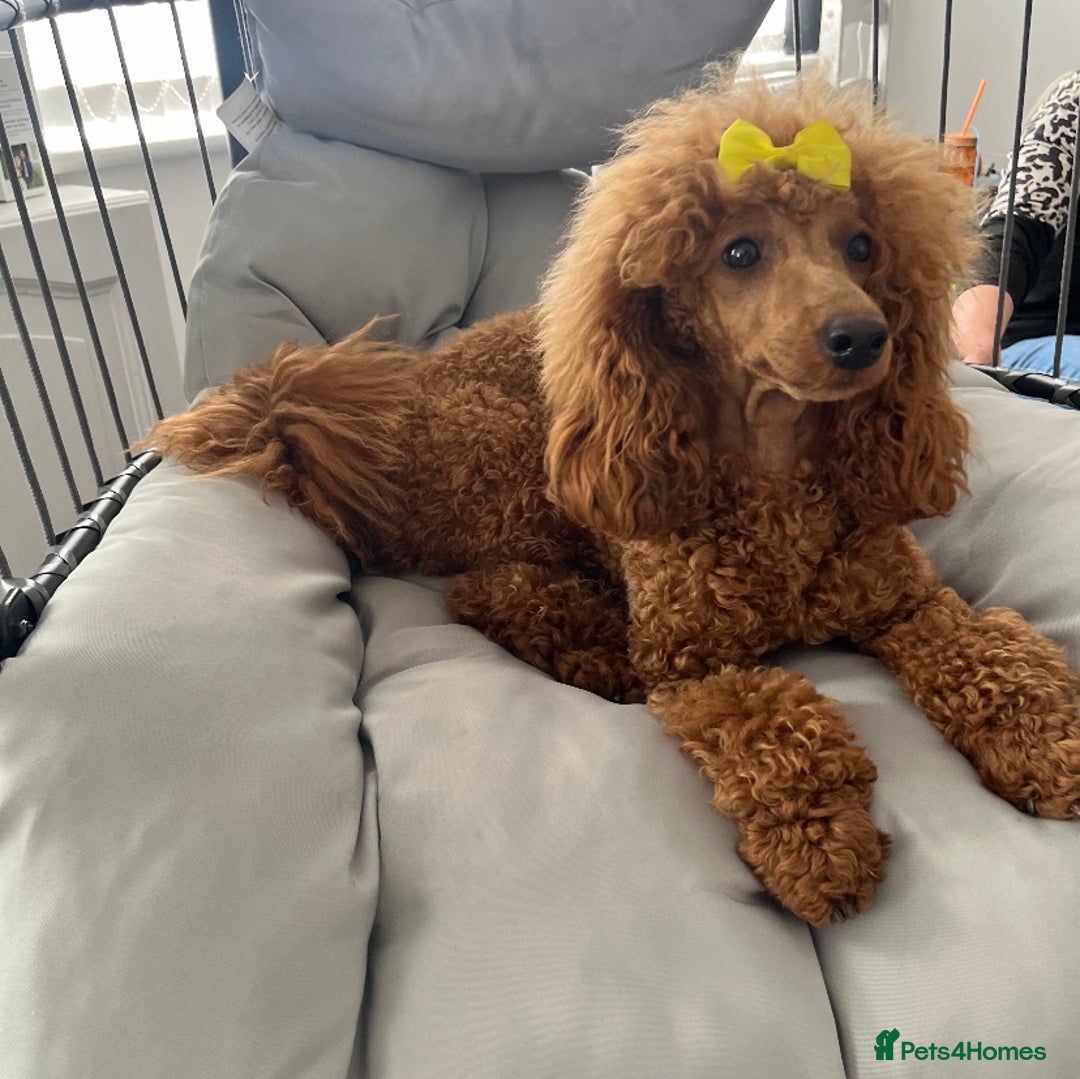 Miniature Poodle dogs for sale: Gorgeous Red Minature Poodles Puppies  - Image 37