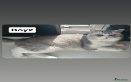 British Shorthair cats for sale: Beautiful British short haired males  - Image 7