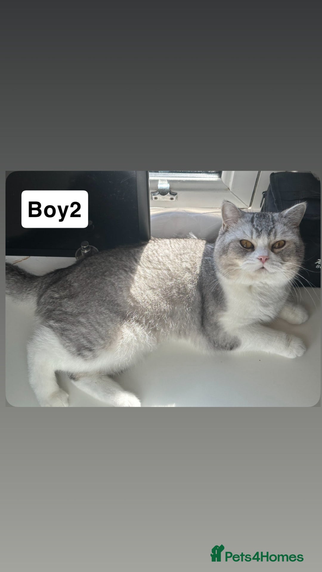 British Shorthair cats for sale: Beautiful British short haired males  - Image 7