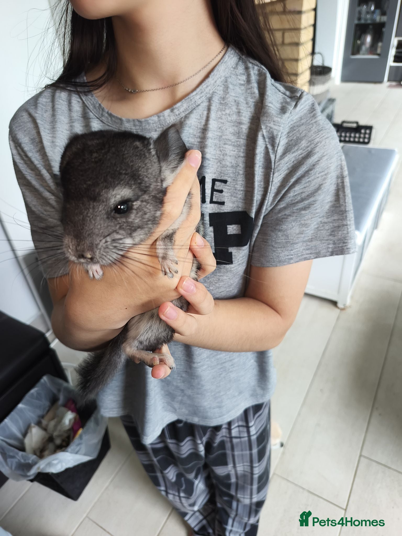 Chinchilla rodents Baby Grey Chinchilla - 1 male 1 female - Advert 2