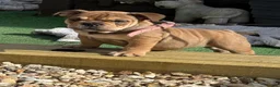 English Bulldog dogs for sale: 8 month old bulldog  - Advert 6